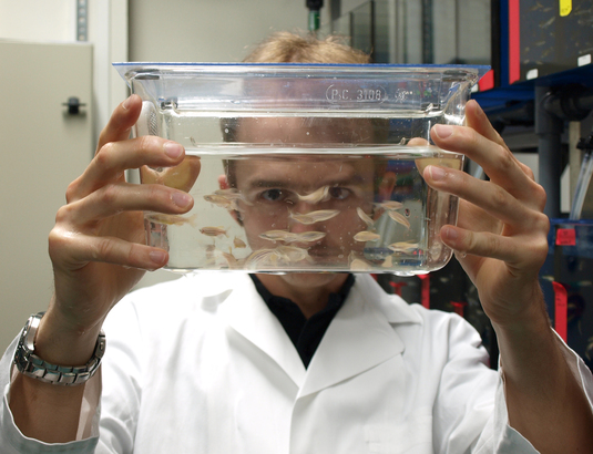 Herstellung und Charakterisierung transgener Zebrafische, mit denen man die Alzheimer-Demenz und andere neurodegenerative Erkrankungen erforschen kann Herstellung und Charakterisierung transgener Zebrafische, mit denen man die Alzheimer-Demenz und andere neurodegenerative Erkrankungen erforschen kann