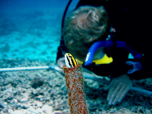 Nährstoffkreisläufe des von Korallen abgegebenen organischen Materials in Saumriffen des nördlichen Roten Meeres